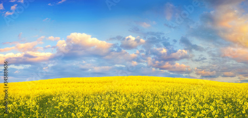 Stunning colorful landscape. Yellow field of flowering rape on background blue sky with pink scattered cumulus clouds during summer sunrise or sunset. Natural wallpaper, panorama.