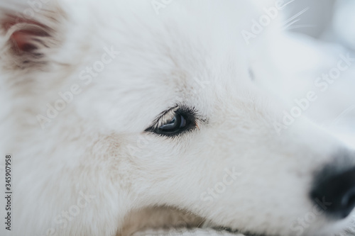 Samoyed