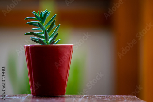 small red pot with green legume plant and blurred background. space for text.
