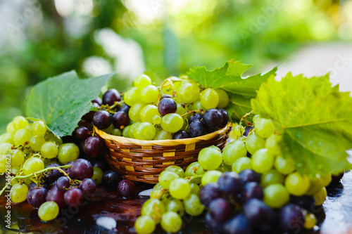 Fresh grapes in a straw basket with water splashes on a rustic wooden table. Autumn fruit, selective focus.