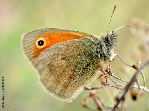 motyl dzienny Strzępotek Ruczajnik