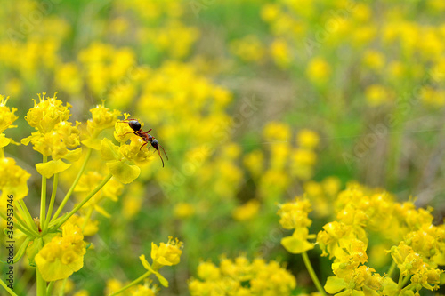 mrówka na żółtej roślinie