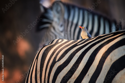 Bird and stripes. African red-billed oxpecker ride on back of zebra, looking for ticks. Mutualism between african animals. Mana Pools, Zimbabwe.