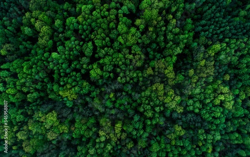 widok z góyr na zielony las