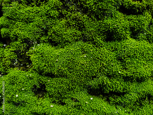 Natural green moss on stone wall