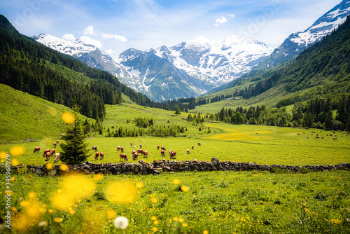 Beautiful alpine mountain landscape with cows grazing in fresh green meadows