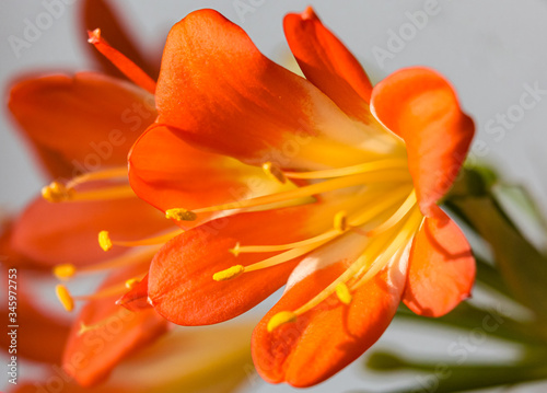orange clivia flower closeup