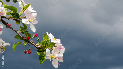 Gałązka kwitnącej jabłoni