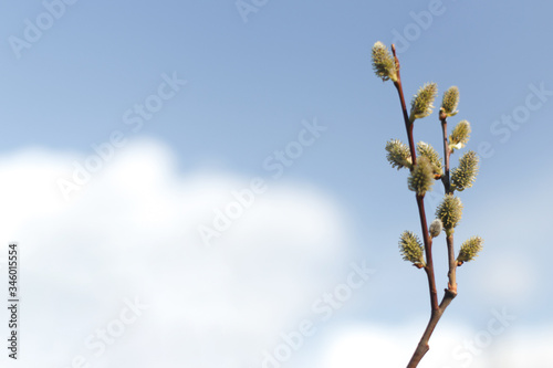 Salix caprea (goat willow, also known as the pussy willow or great sallow) is a common species of willow native to Europe. Willow (Salix caprea) branches with buds blossoming in early spring