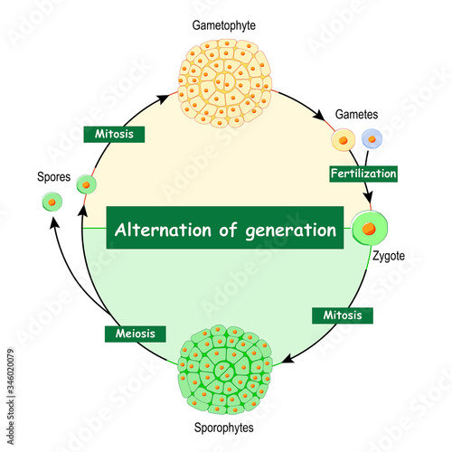 Difference Between Gametophytes And Sporophytes.