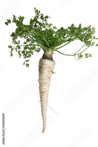 tuberous parsley for cooking