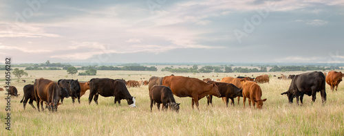 Cow and calf pairs grazing on pasture land before calves are weaned