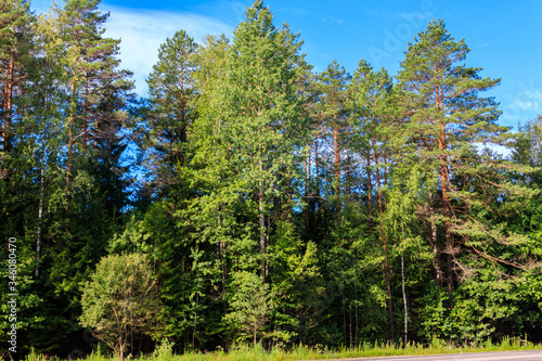 View of a mixed deciduous and coniferous forest in Russia. Summer landscape