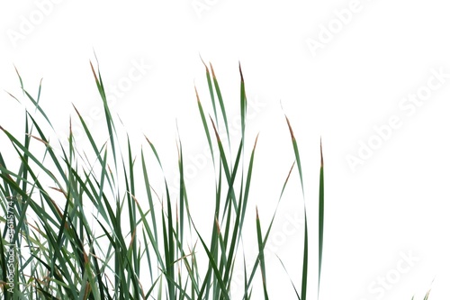 In selective focus wild grass leaves with wind blowing on white isolated background for green foliage backdrop 