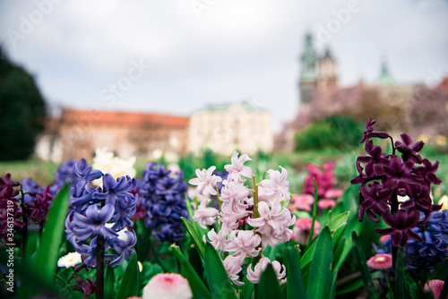 Garden in Wawel with blooming spring hyacinths and cathedral in the background, Kraków, Poland