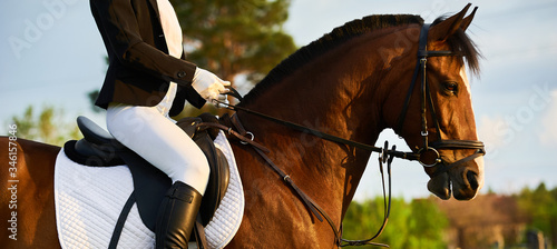 Girl equestrian rider riding a beautiful horse in the rays of the setting sun. Horse theme