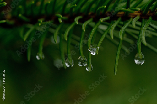 krople deszczu na zielonych igłach świerku, makro