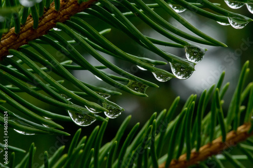 krople deszczu na zielonych igłach świerku, makro