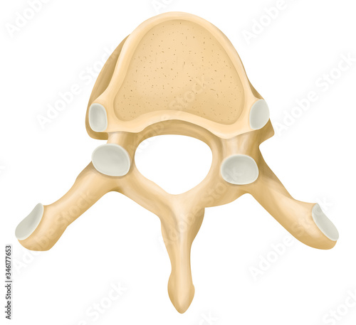 The thoracic vertebrae in human.