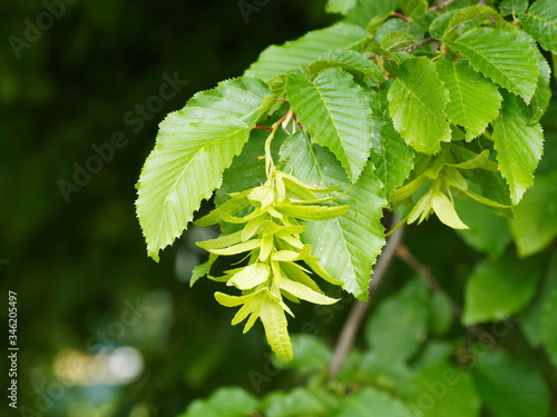 Gros plan sur bractées trilobées contenant des akènes ligneuses, ovales et plates contenant des graines brun roux sous les feuilles vert tilleul du charme commun (Carpinus betulus)