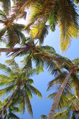 Palmy kokosowe