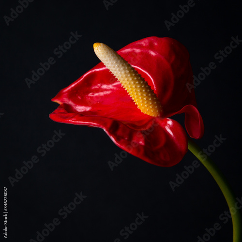 Red anthurium flower on a black background