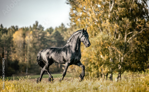 Beautiful black horse. The Friesian stallion gallops in the autumn meadow in the sun