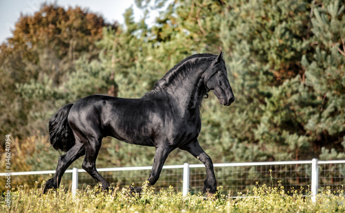 Beautiful black horse. The Friesian stallion gallops in the autumn meadow in the sun