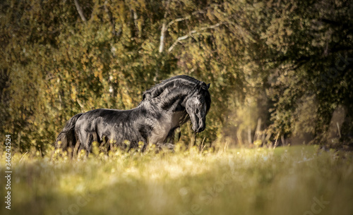 Beautiful black horse. The Friesian stallion gallops in the autumn meadow in the sun