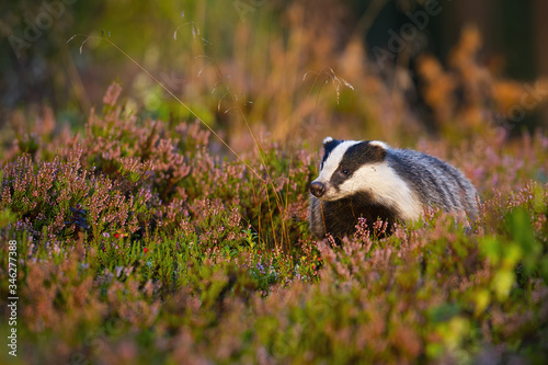 Appealing european badger, meles meles, looking in summer nature with head held up. Curious wild mammal in moorland with pink heather. Animal wildlife with copy space.