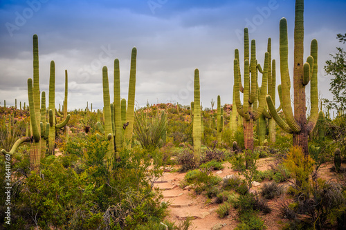 Saguaro Cactus Fields, Saguaro National Park, Arizona