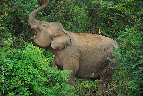 Słoń azjatycki