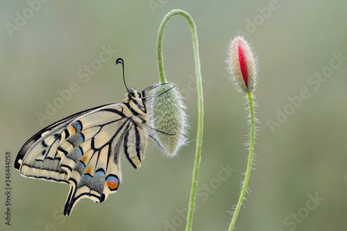 Portrait of a wonderful butterfly, the Old World Swallowtail (Papilio machaon)