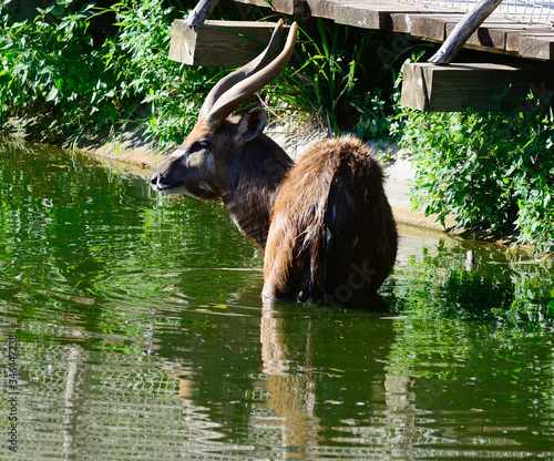 Sitatunga, antelope nakong male