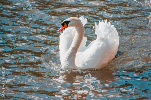 Cisne VIII