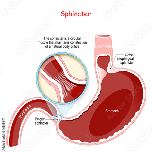 Close-up of Pyloric sphincter. human stomach with Oesophagus and Duodenum