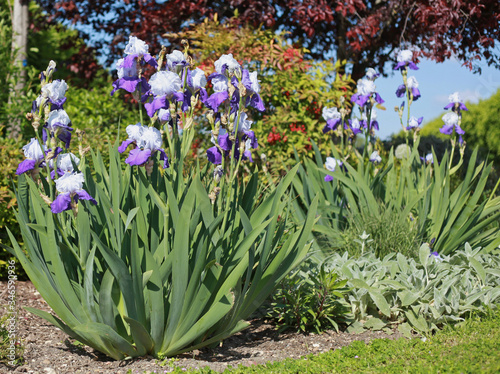 Iris germanica bleu 