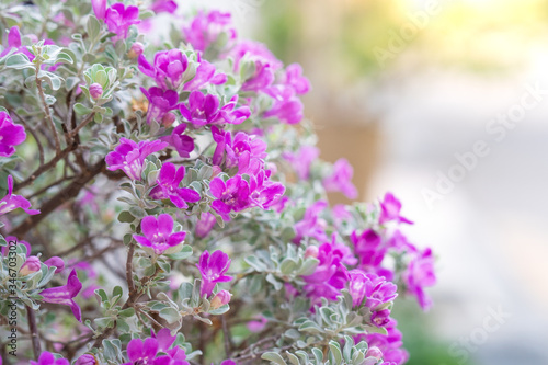 Blossom Purple Sage, Texas Ranger, Silverleaf or Ash plant at garden.