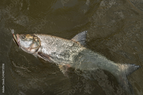 Fishing. Caught asp aspius fish in river water