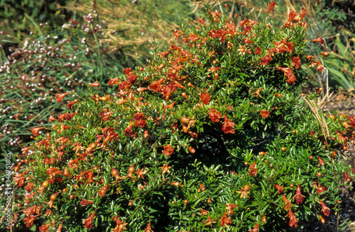 Grenadier nain , Punica granatum, variete Nana