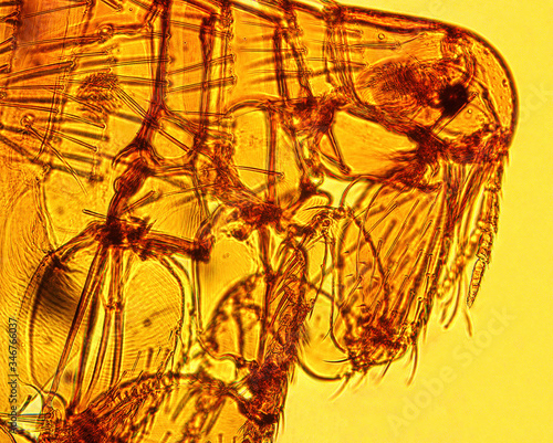 Human flea (Pulex irritans Linnaeus, 1758) anterior part - permanent microscope slide