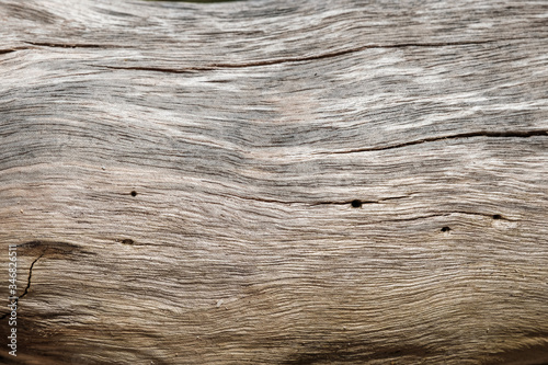 close up structure of a light driftwood