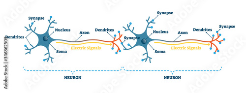 Neuron network example diagram, vector illustration