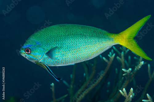 yellowtail fusilier fish with cleaning wrasse