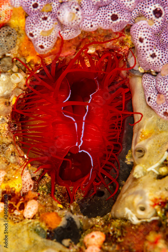 red blue electric fileclam bivalve