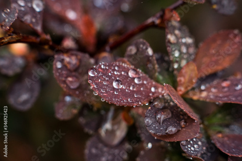 Dew drops on red brown leaves in the morning sun