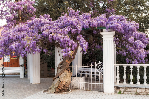 Purple Wisteria blooms in spring in Simeiz. Lush cascades of beautiful Wisteria. Simeiz is a resort town not far from Yalta