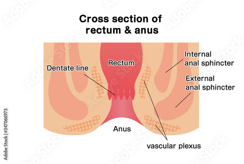 Cross section of rectum and anus / vector illustration