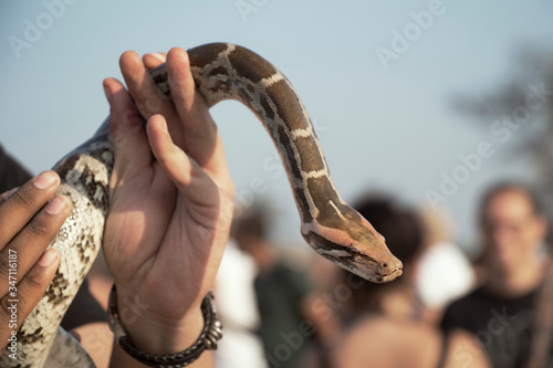 hands holding a snake