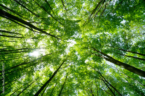 Forest, lush foliage, tall trees at spring or early summer - photographed from below